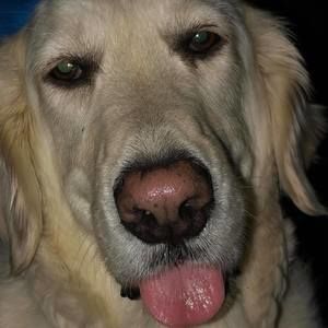 Meet your Posher, Char